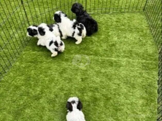 4 Black&White & 1 Jet Black Shih Tzu puppies for sale in Scunthorpe, Lincolnshire - Image 3