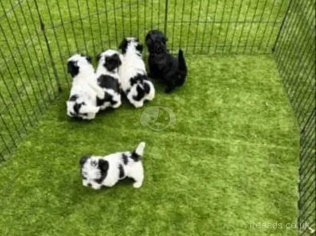 4 Black&White & 1 Jet Black Shih Tzu puppies for sale in Scunthorpe, Lincolnshire - Image 4