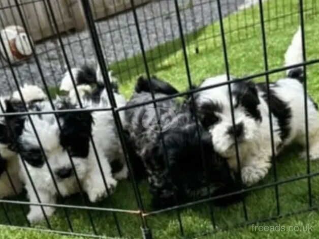 4 Black&White & 1 Jet Black Shih Tzu puppies for sale in Scunthorpe, Lincolnshire - Image 5