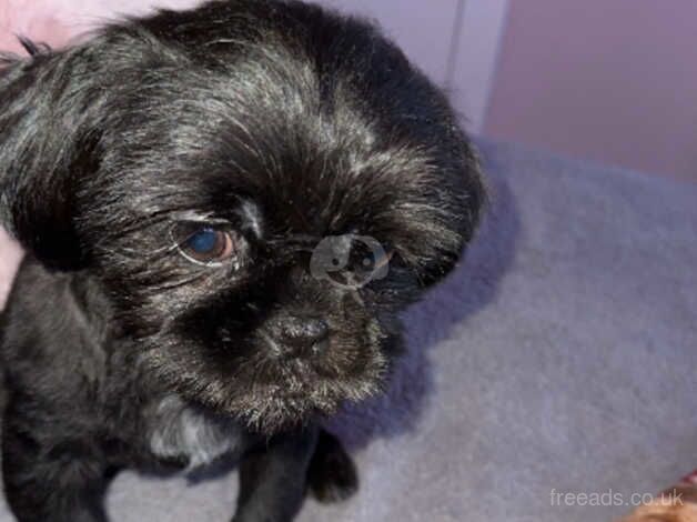 4 month old Miniature shit zhu for sale in Manchester, Greater Manchester - Image 1