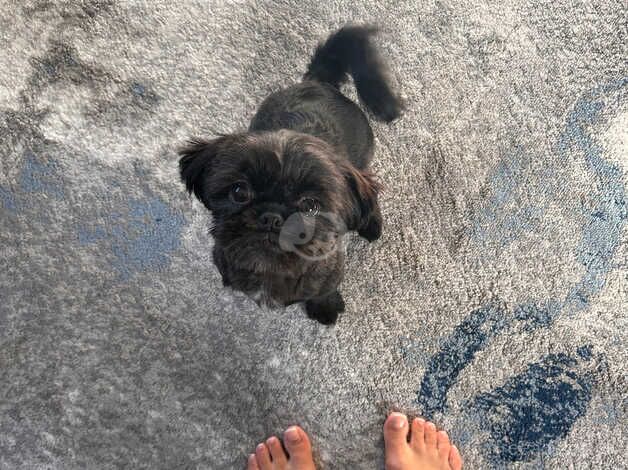 4 month old Miniature shit zhu for sale in Manchester, Greater Manchester - Image 2