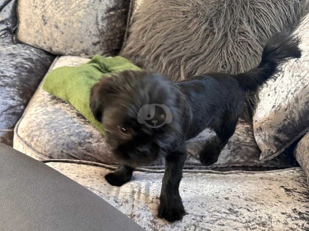 4 month old Miniature shit zhu for sale in Manchester, Greater Manchester - Image 4