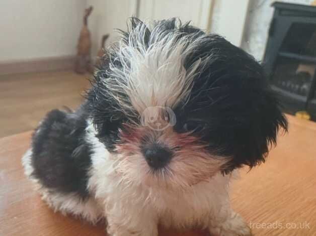 4 shi-tsu puppies for sale in Lincoln, Lincolnshire - Image 2