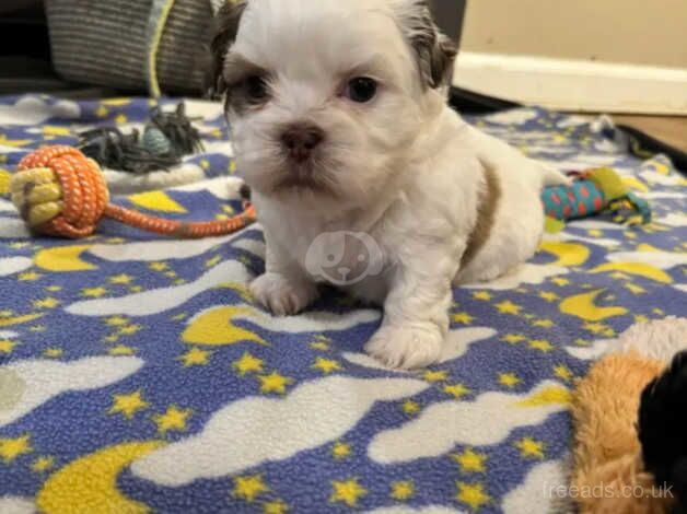 4 weeks old Shih tzu puppies for sale in Stockport, Greater Manchester