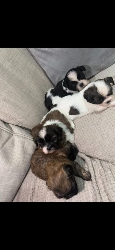 5 SHIH TZU PUPPYS!! (and 1 golden retriver puppy) for sale in Knottingley, West Yorkshire