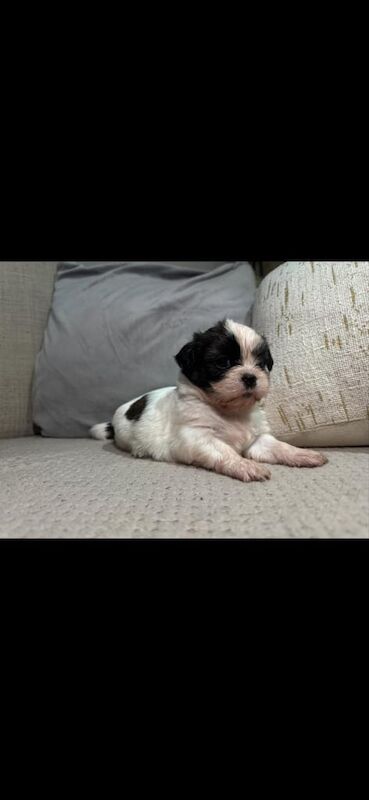 5 SHIH TZU PUPPYS!! (and 1 golden retriver puppy) for sale in Knottingley, West Yorkshire - Image 2