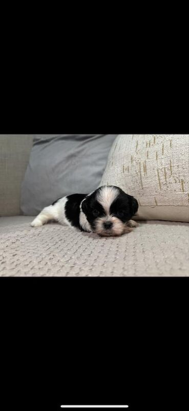 5 SHIH TZU PUPPYS!! (and 1 golden retriver puppy) for sale in Knottingley, West Yorkshire - Image 3