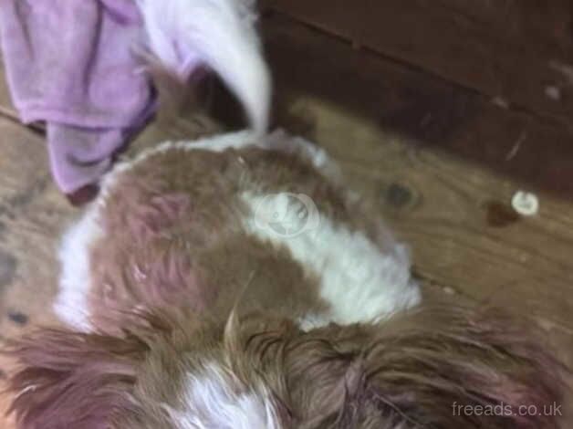 6 month old shih tzu for sale in Peterborough, Cambridgeshire - Image 1