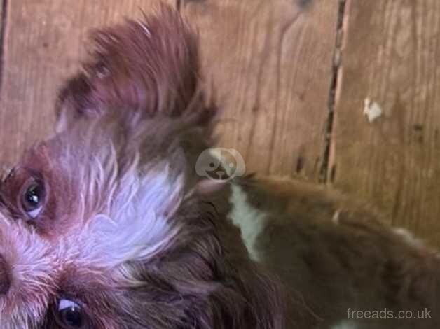 6 month old shih tzu for sale in Peterborough, Cambridgeshire - Image 2