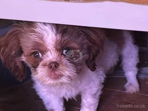 6 month old shih tzu for sale in Peterborough, Cambridgeshire - Image 3