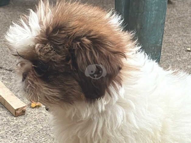 6 month old shih tzu for sale in Peterborough, Cambridgeshire - Image 4