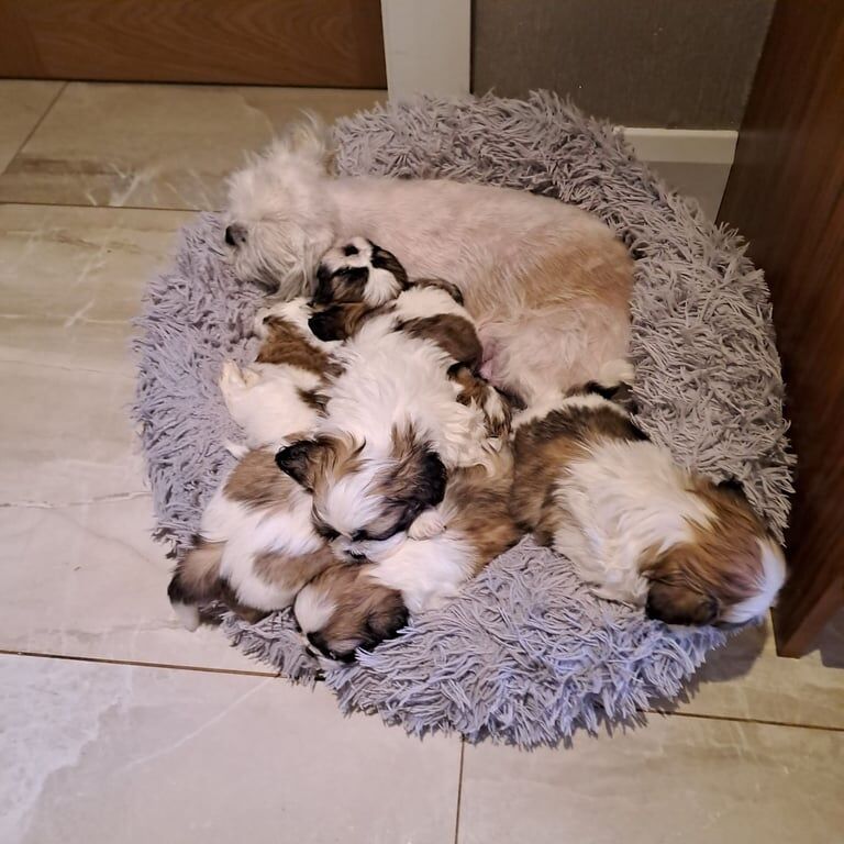 6 Shih Tzu for sale in Armagh, County Armagh - Image 1