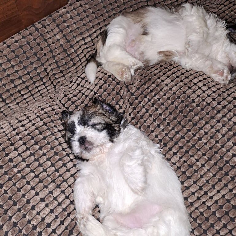 6 Shih Tzu for sale in Armagh, County Armagh - Image 2