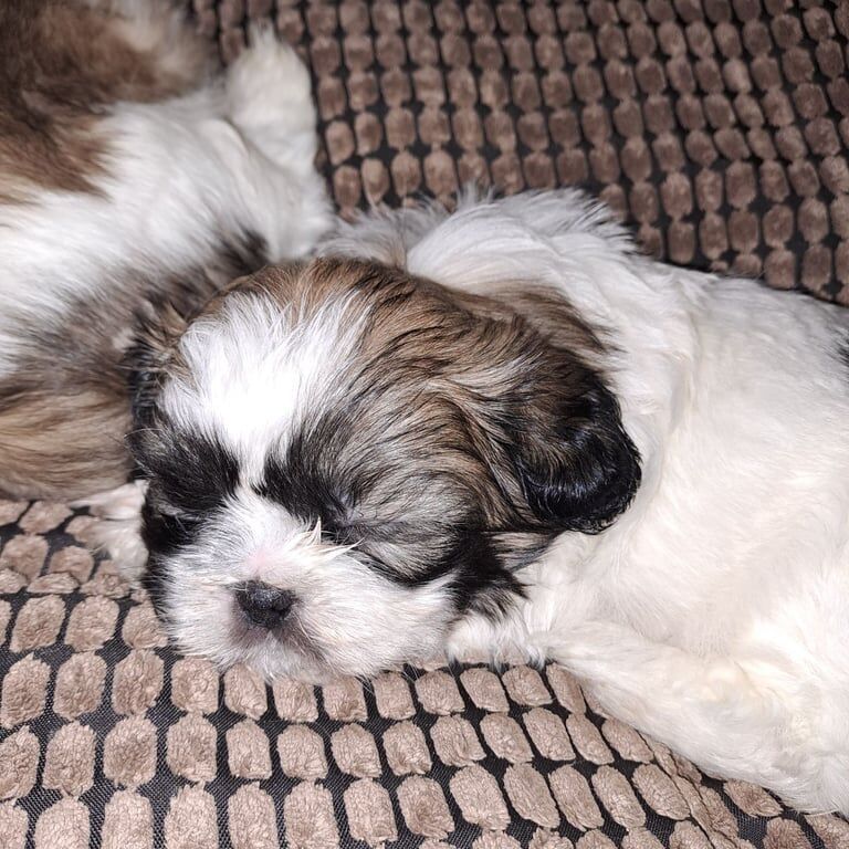 6 Shih Tzu for sale in Armagh, County Armagh - Image 3