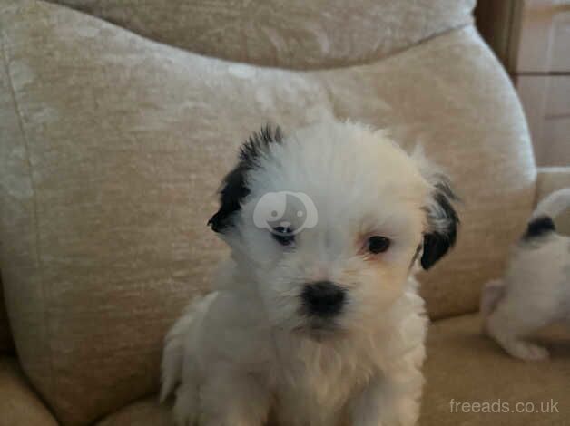 6 week old Shih tzu puppies for sale in Dewsbury, West Yorkshire