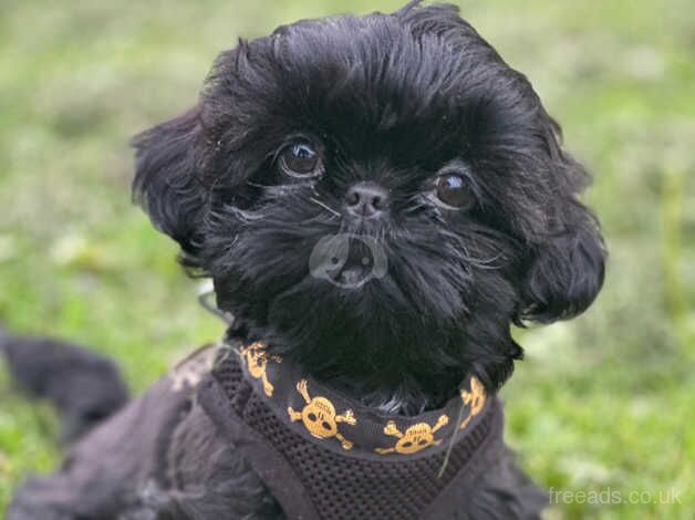 6mth old imperial black top lines kc!bargin! for sale in Doncaster, South Yorkshire - Image 1