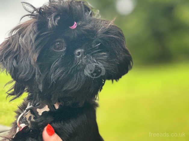 6mth old imperial black top lines kc!bargin! for sale in Doncaster, South Yorkshire - Image 3