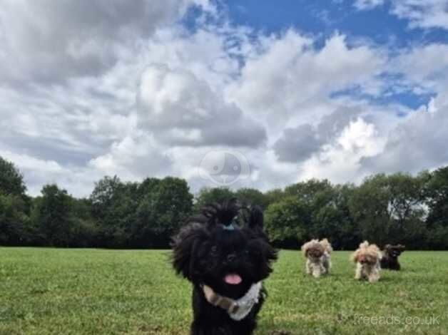 6mth old imperial black top lines kc!bargin! for sale in Doncaster, South Yorkshire - Image 5