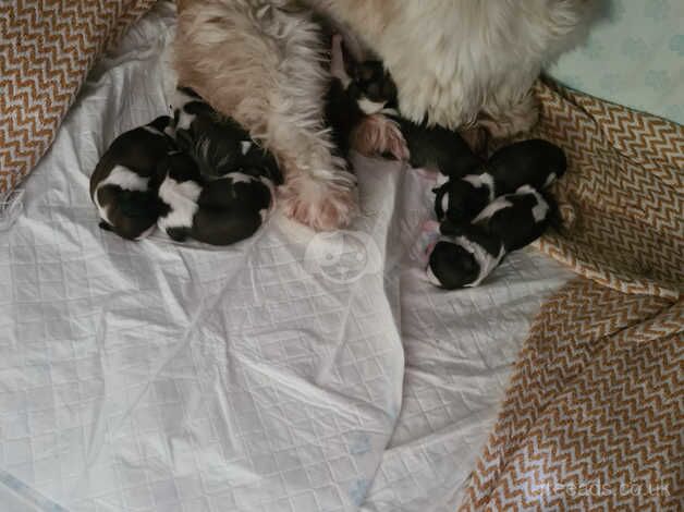 7 beautiful shih tzus puppies for sale in Ebbw Vale/Glyn Ebwy, Blaenau Gwent - Image 3