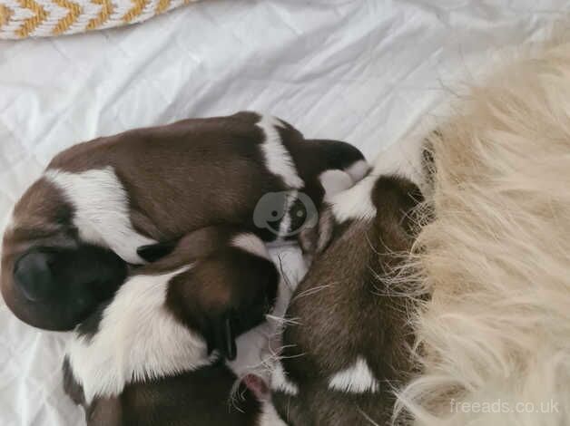 7 beautiful shih tzus puppies for sale in Ebbw Vale/Glyn Ebwy, Blaenau Gwent - Image 4