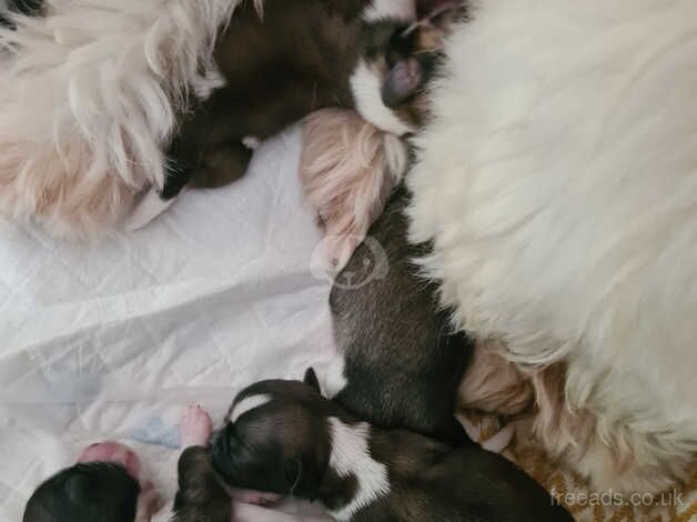 7 beautiful shih tzus puppies for sale in Ebbw Vale/Glyn Ebwy, Blaenau Gwent - Image 5