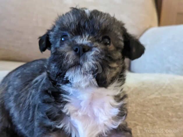 7 week old Shih tzu puppies for sale in Dewsbury, West Yorkshire