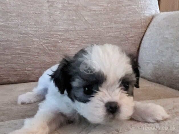 7 week old Shih tzu puppies for sale in Dewsbury, West Yorkshire - Image 2