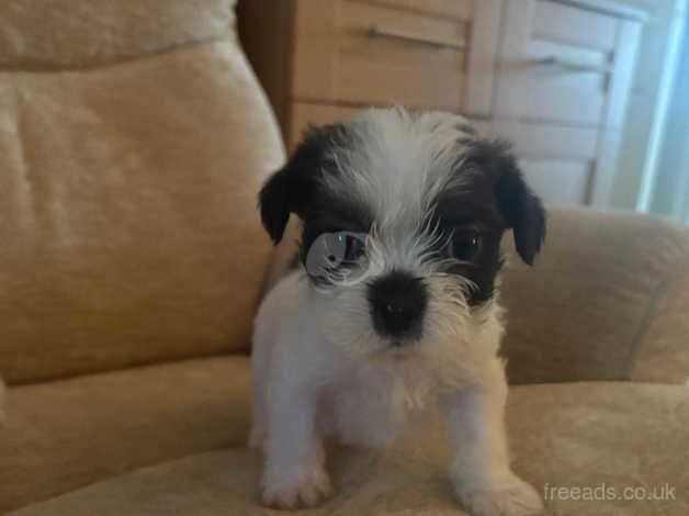 7 week old Shih tzu puppies for sale in Dewsbury, West Yorkshire - Image 3