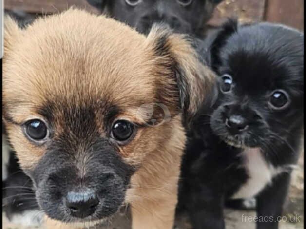 8wk old cute shih tzu for sale in Middlewich, Cheshire - Image 3