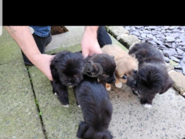 8wk old cute shih tzu for sale in Middlewich, Cheshire - Image 4