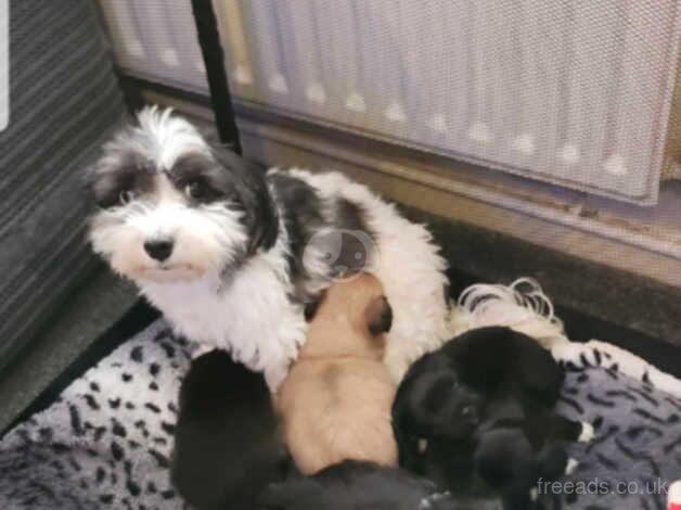 8wk old cute shih tzu for sale in Middlewich, Cheshire - Image 5