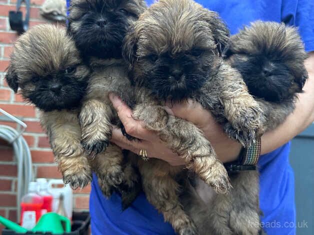 9 Gorgeous Pedigree Shih Tzu puppies (7 left) for sale in Tadcaster, North Yorkshire - Image 1