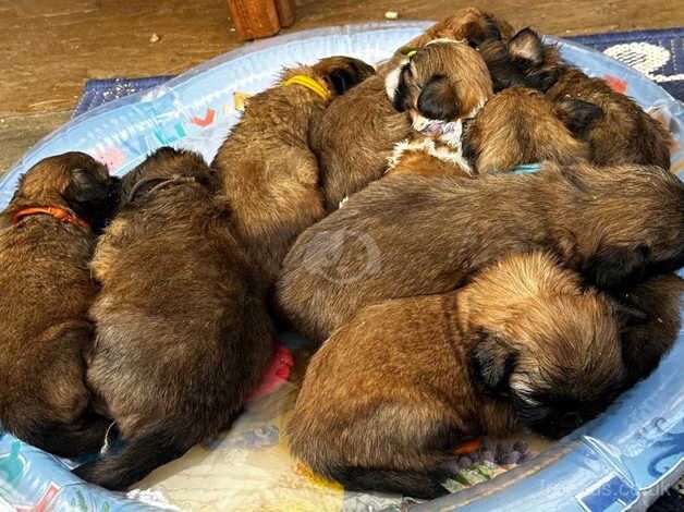 9 Gorgeous Pedigree Shih Tzu puppies (7 left) for sale in Tadcaster, North Yorkshire - Image 2