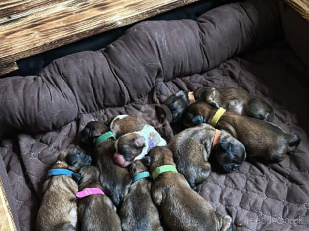 9 Gorgeous Pedigree Shih Tzu puppies (7 left) for sale in Tadcaster, North Yorkshire - Image 3