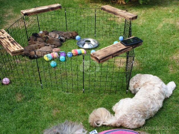 9 Gorgeous Pedigree Shih Tzu puppies (7 left) for sale in Tadcaster, North Yorkshire - Image 4