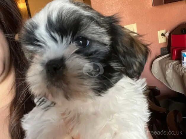 9 weeks old shih tzu puppies for sale in Wolverhampton, West Midlands