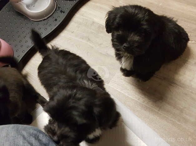 9wk old cute shih tzu for sale in Middlewich, Cheshire - Image 3