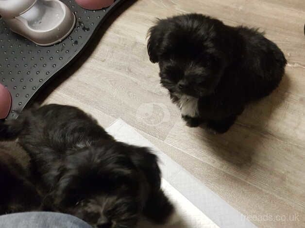 9wk old cute shih tzu for sale in Middlewich, Cheshire - Image 4