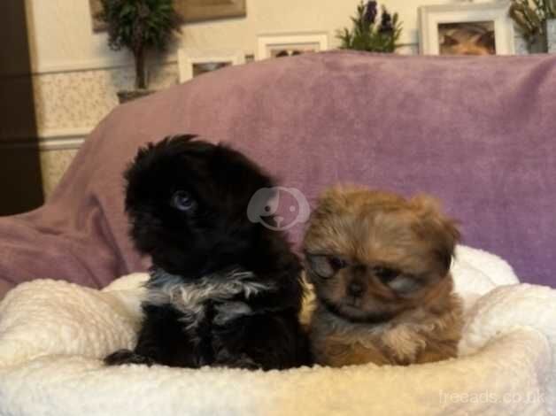 Adorable Shih Tzu Puppies For Sale in Bolton, East Lothian