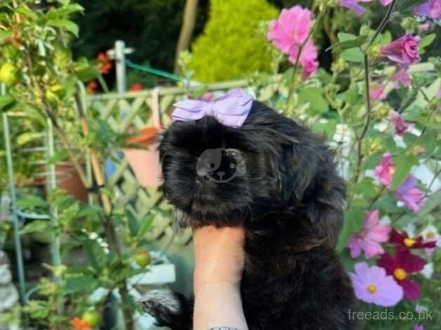 Adorable Shih Tzu Puppies For Sale in Bolton, East Lothian - Image 5