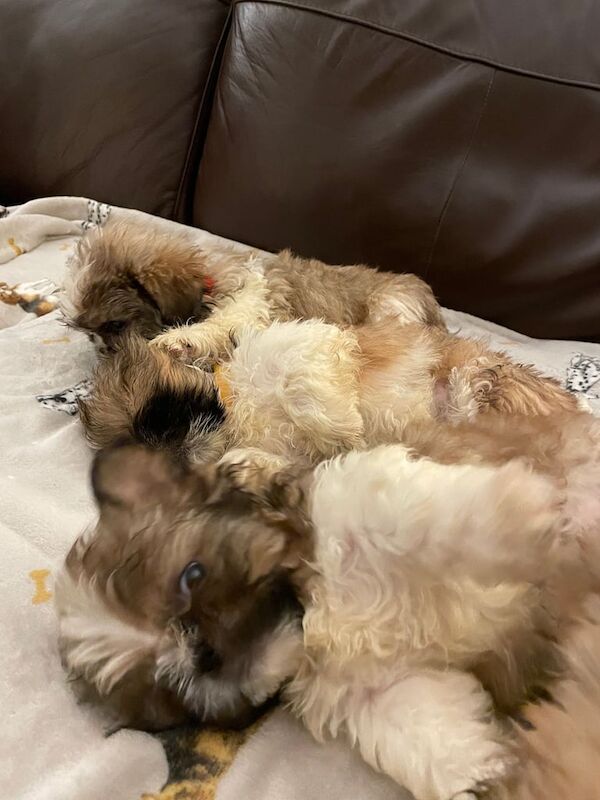 Adorable Shih Tzu Puppies, Two Males, One Female still available, READY NOW for sale in Blackpool, Lancashire