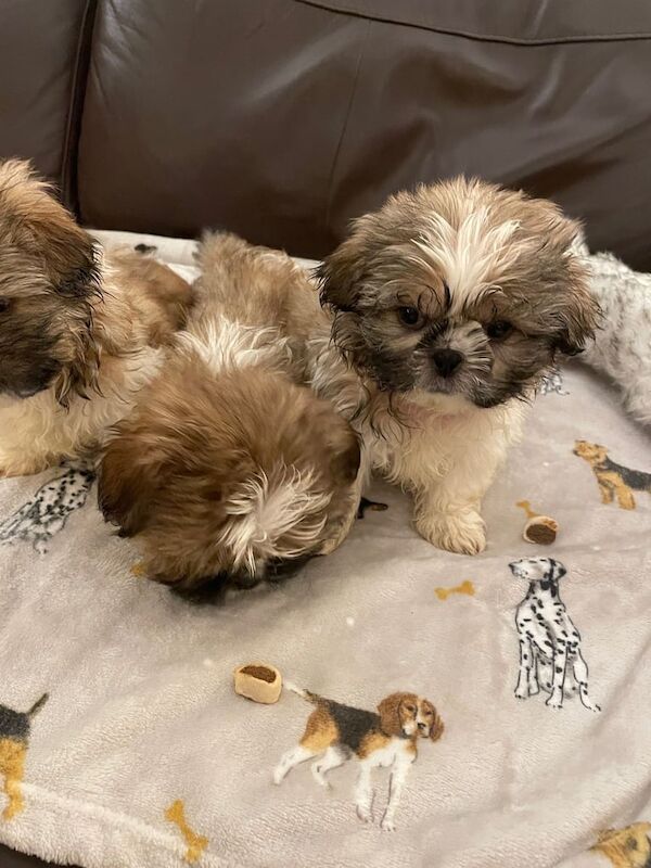 Adorable Shih Tzu Puppies, Two Males, One Female still available, READY NOW for sale in Blackpool, Lancashire - Image 3