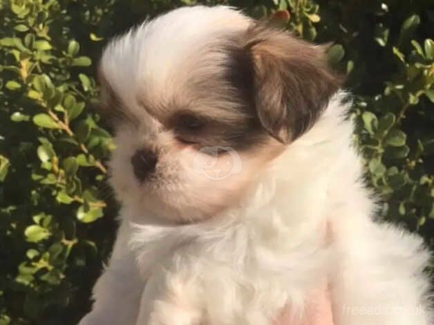 Adorable Shih Tzu's for sale in Wolverhampton, West Midlands