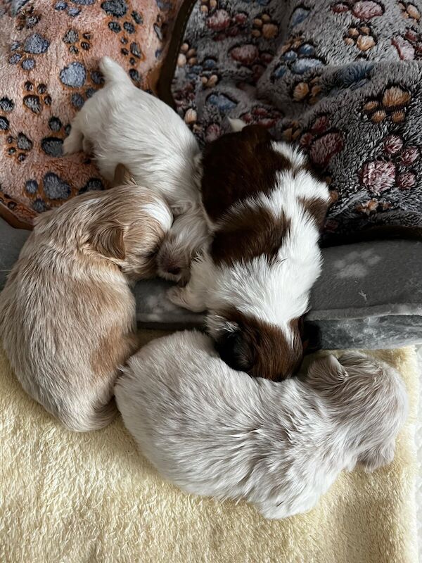 Adorable tiny Kc registered Imperial Shithzu pupys for sale in Goole, East Riding of Yorkshire - Image 1