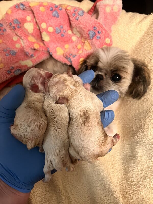 Adorable tiny Kc registered Imperial Shithzu pupys for sale in Goole, East Riding of Yorkshire - Image 2