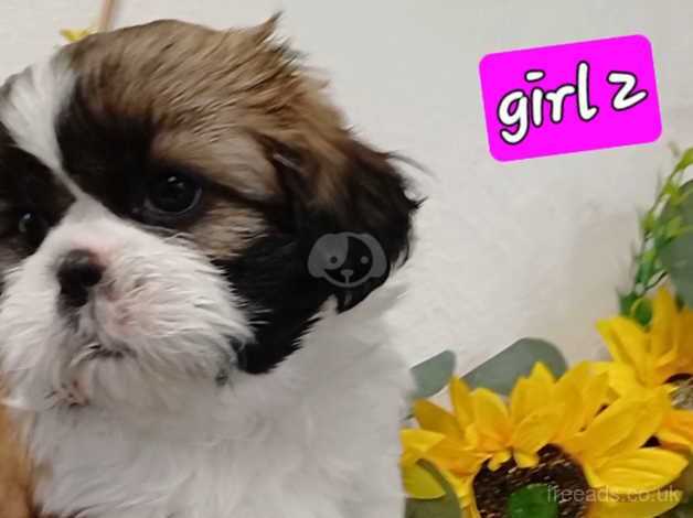 Beautiful chunky, small shih tzu/ shihtzu puppies for sale in Enniskillen, Fermanagh