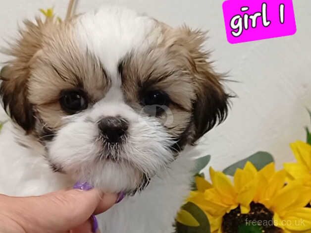 Beautiful chunky, small shih tzu/ shihtzu puppies for sale in Enniskillen, Fermanagh - Image 2