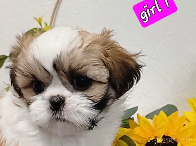 Beautiful chunky, small shih tzu/ shihtzu puppies for sale in Enniskillen, Fermanagh - Image 3