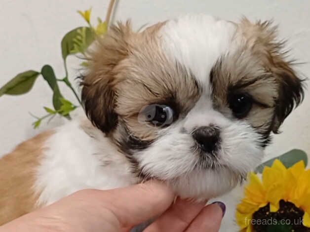 Beautiful chunky, small shih tzu/ shihtzu puppies for sale in Enniskillen, Fermanagh - Image 4