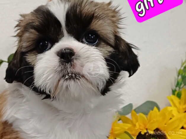 Beautiful chunky, small shih tzu/ shihtzu puppies for sale in Enniskillen, Fermanagh - Image 5